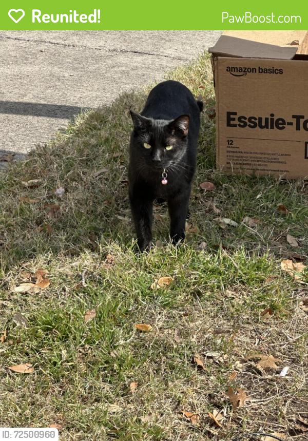 Reunited Female Cat last seen E.M. Daggett Elementary, Fort Worth, TX 76110