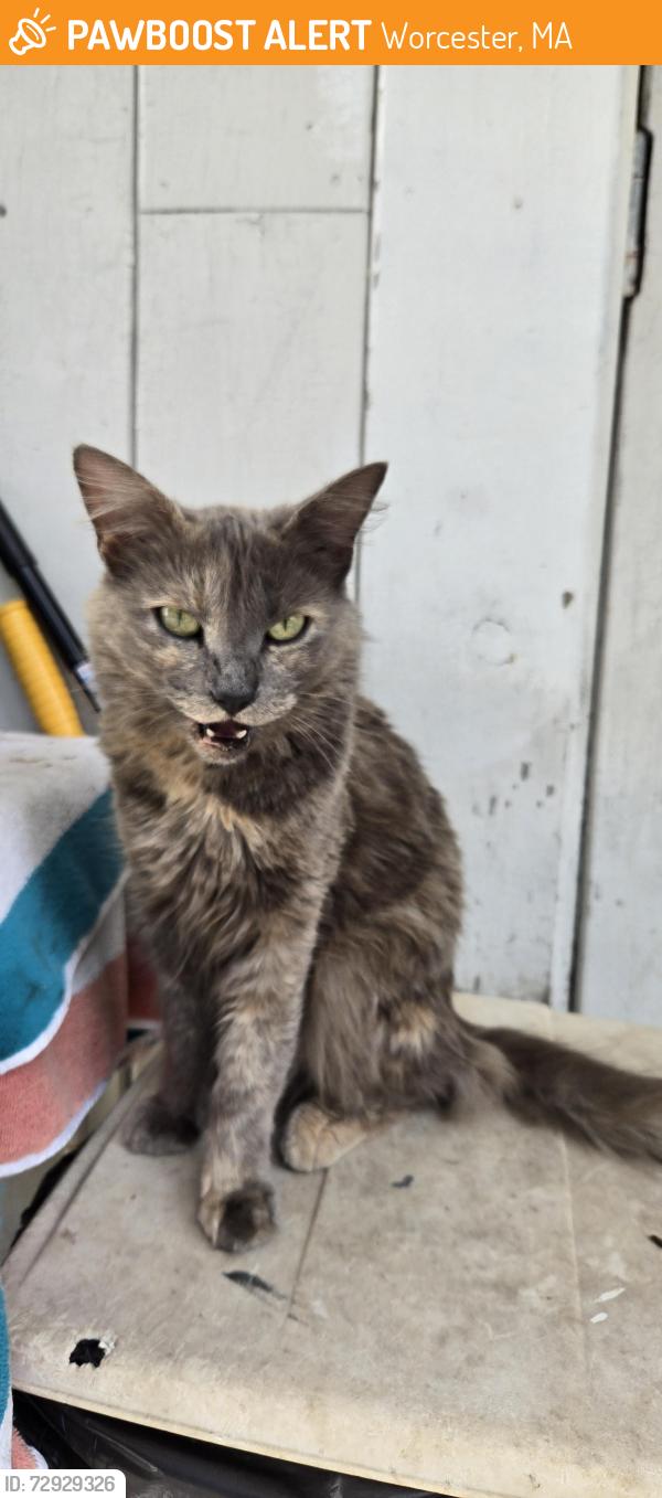Found/Stray Unknown Cat last seen Circuit ave east, Worcester, MA 01609