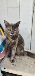 Found/Stray Unknown Cat last seen Circuit ave east , Worcester, MA 01609