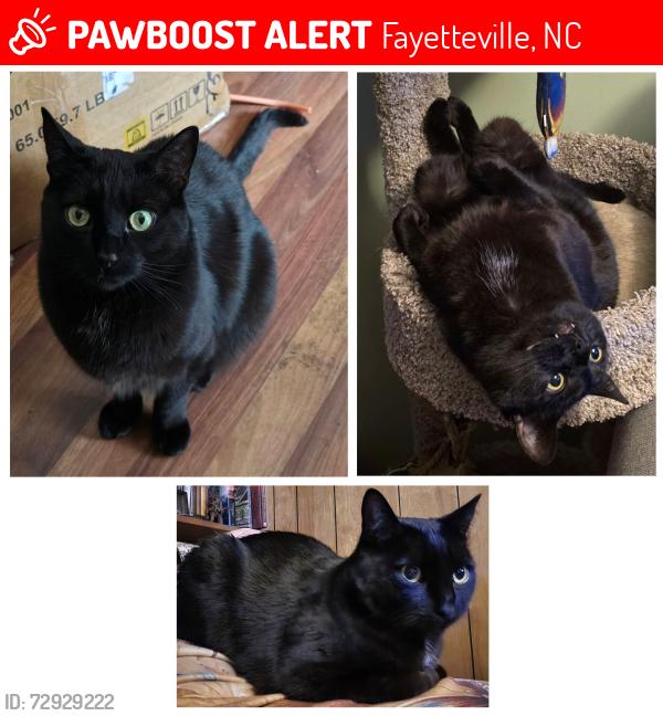 Lost Male Cat last seen Lancaster rd and Whitehall dr, Fayetteville, NC 28303