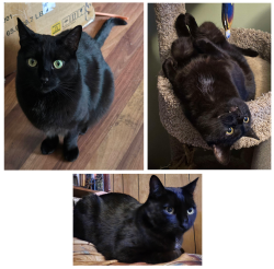 Lost Male Cat last seen Lancaster rd and Whitehall dr, Fayetteville, NC 28303