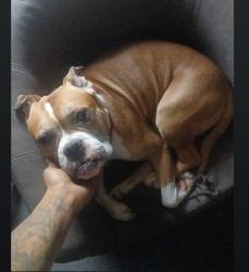 Reunited Male Dog last seen in the woods, Emporia, VA 23847