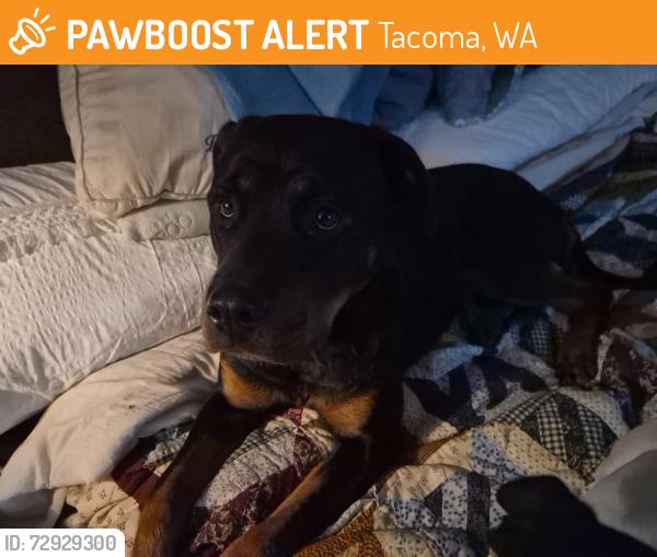 Found/Stray Female Dog last seen 80th east, Tacoma, WA 98404