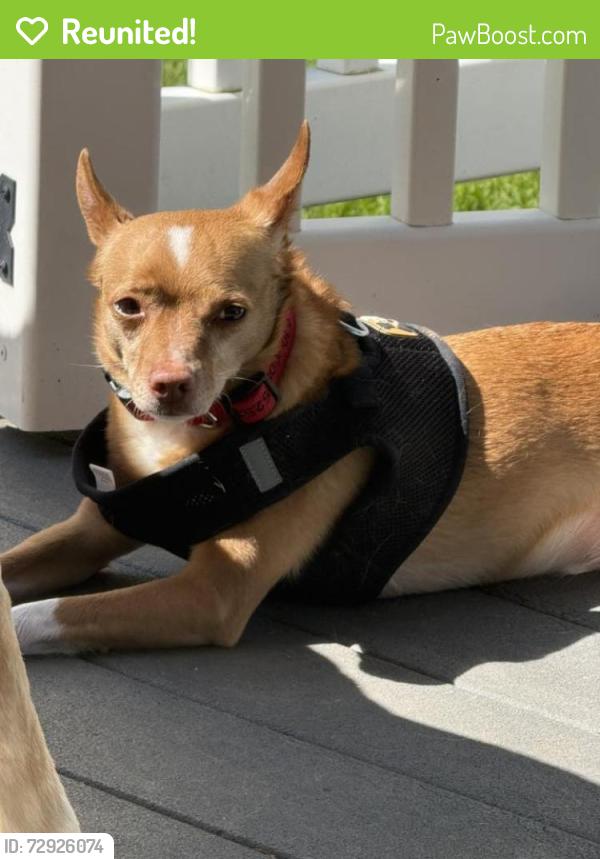 Reunited Male Dog last seen E Reeceville Rd and Route 82, Coatesville, PA 19320