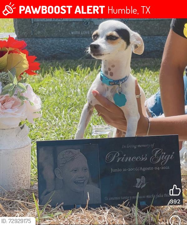 Lost Male Dog last seen Near Cimarroncito ln humble Tx , Humble, TX 77396