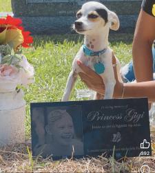Lost Male Dog last seen Near Cimarroncito ln humble Tx , Humble, TX 77396