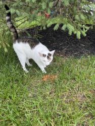 Found/Stray Unknown Cat last seen storage garage behind apmt homes, Beavercreek, OH 45440
