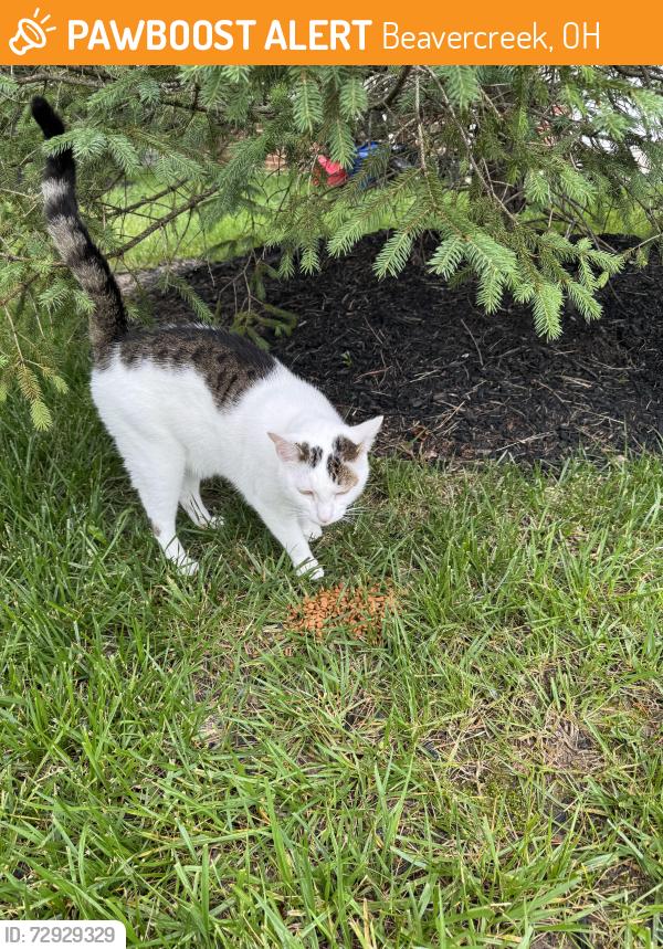 Found/Stray Unknown Cat last seen storage garage behind apmt homes, Beavercreek, OH 45440