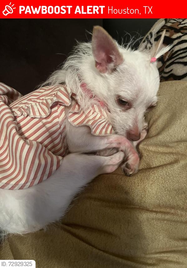 Lost Female Dog last seen Ashford meadows , Houston, TX 77082