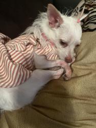 Lost Female Dog last seen Ashford meadows , Houston, TX 77082