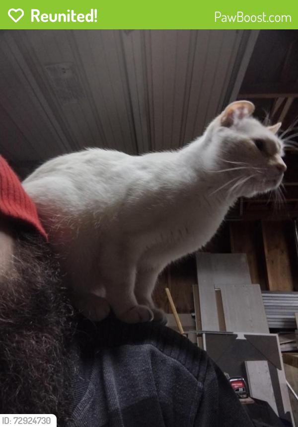 Reunited Male Cat last seen California Ave/1300 S, Salt Lake City, UT 84104