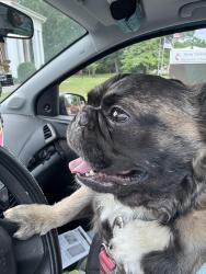Reunited Unknown Dog last seen Morgan’s /Hudson , Eden, NC 27288