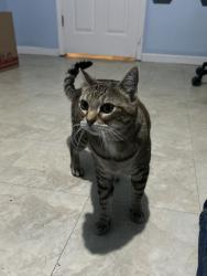 Found/Stray Female Cat last seen Gertrude and Adie, St. Louis, MO 63116