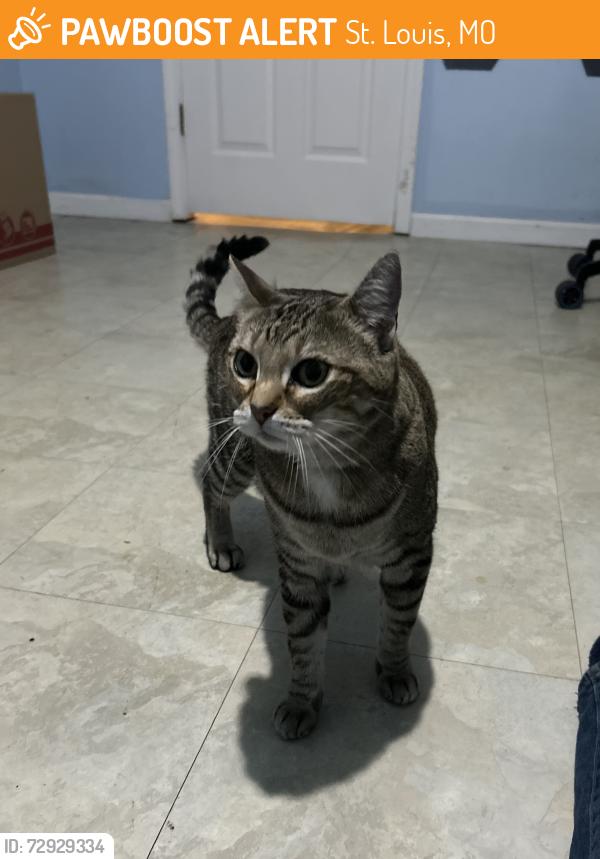 Found/Stray Female Cat last seen Gertrude and Adie, St. Louis, MO 63116
