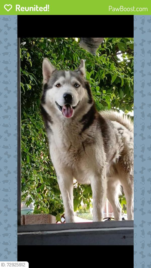 Reunited Male Dog last seen Near W 1st St, Santa Ana, CA 92703, USA, Santa Ana, CA 92703