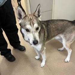 Shelter Stray Male Dog last seen , Chicago, IL 60654