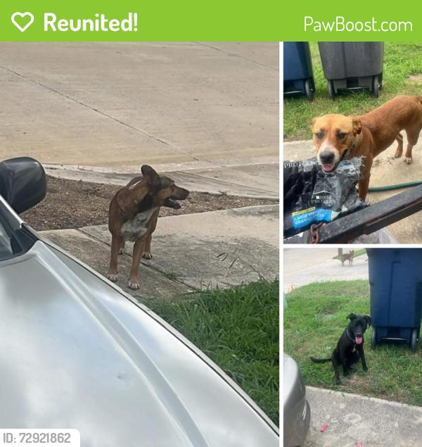 Reunited Unknown Dog last seen Brent Wood Stair, Fort Worth, TX 76112