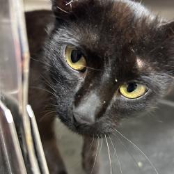 Shelter Stray Male Cat last seen , Ottawa, KS 66067