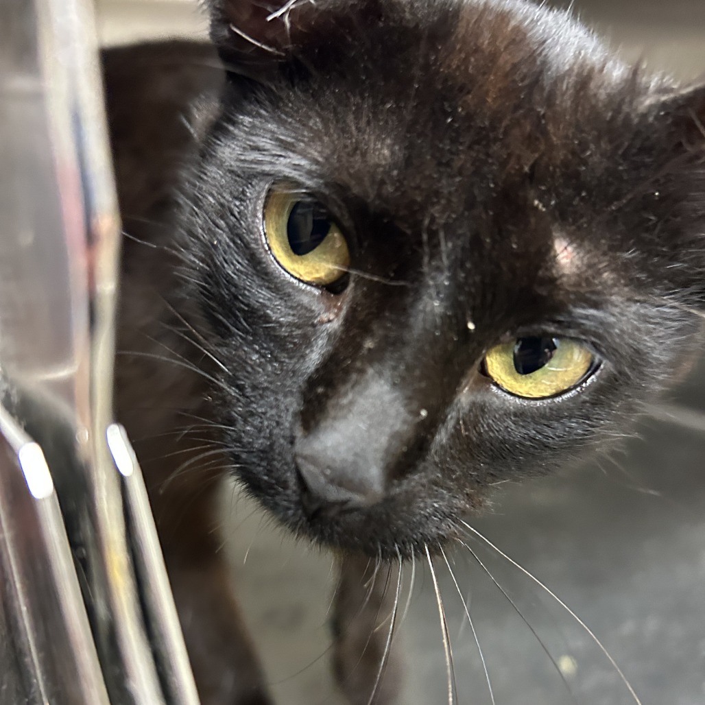 Shelter Stray Male Cat last seen , Ottawa, KS 66067