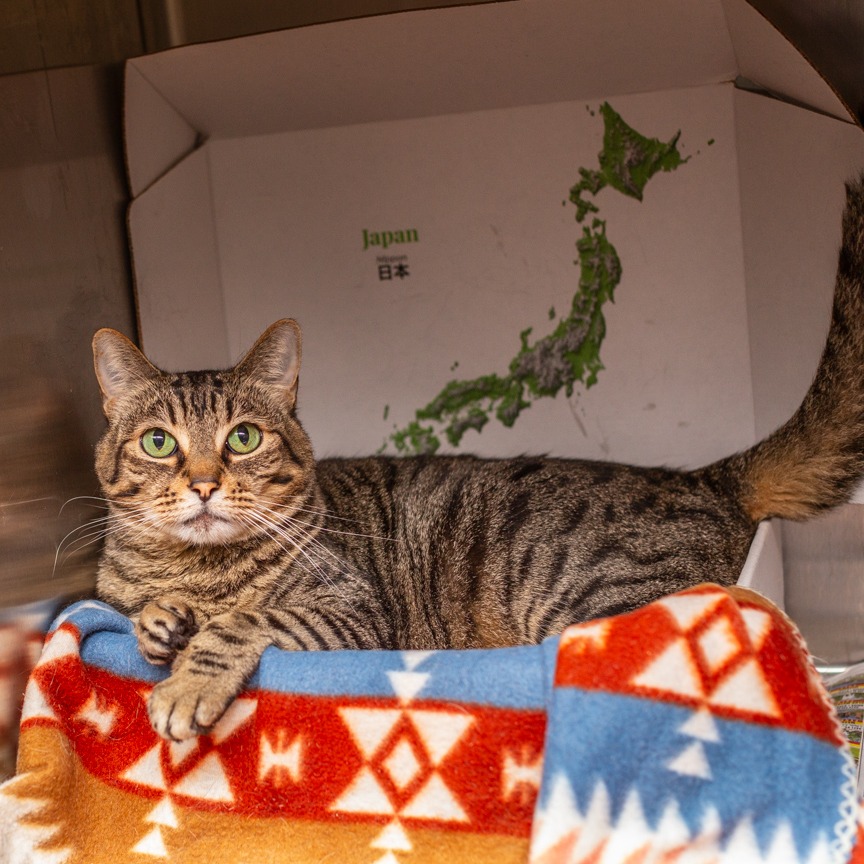 Shelter Stray Female Cat last seen , Hattiesburg, MS 39401
