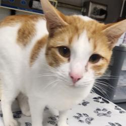 Shelter Stray Male Cat last seen , Greenville, SC 29609