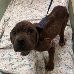 Shelter Stray Male Dog last seen , Memphis, TN 38133