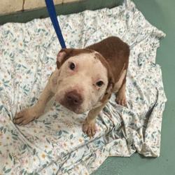 Shelter Stray Female Dog last seen , Memphis, TN 38133