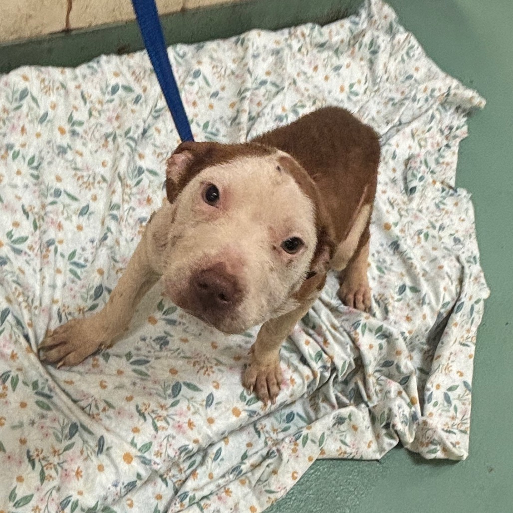 Shelter Stray Female Dog last seen , Memphis, TN 38133