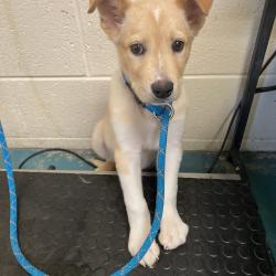 Shelter Stray Male Dog last seen , Memphis, TN 38133