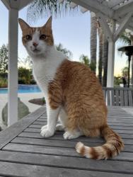 Lost Male Cat last seen Wood Road and Diebenkorn Ct, Riverside, CA 92508