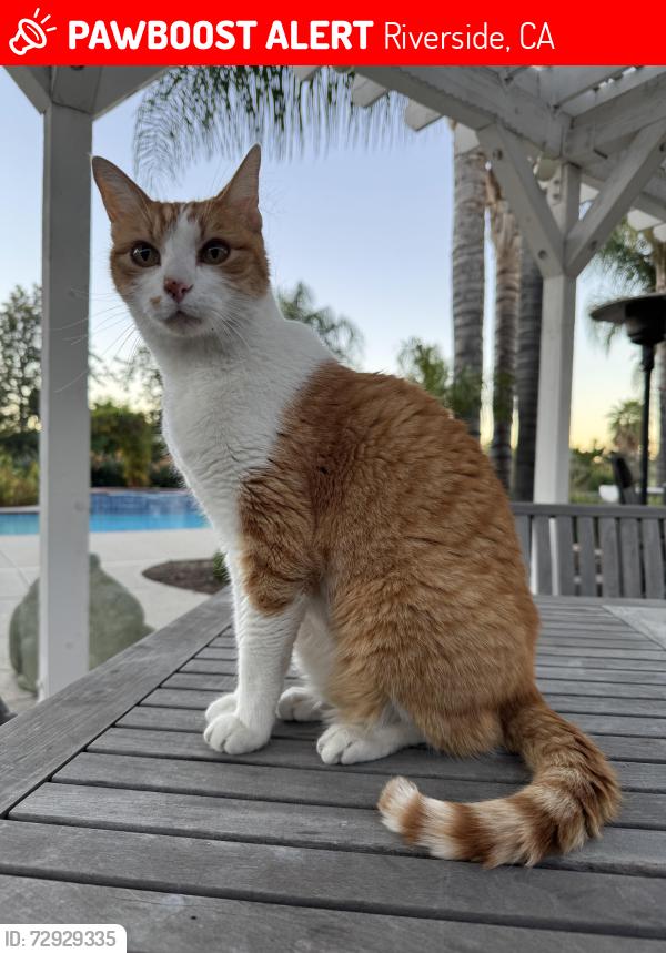 Lost Male Cat last seen Wood Road and Diebenkorn Ct, Riverside, CA 92508