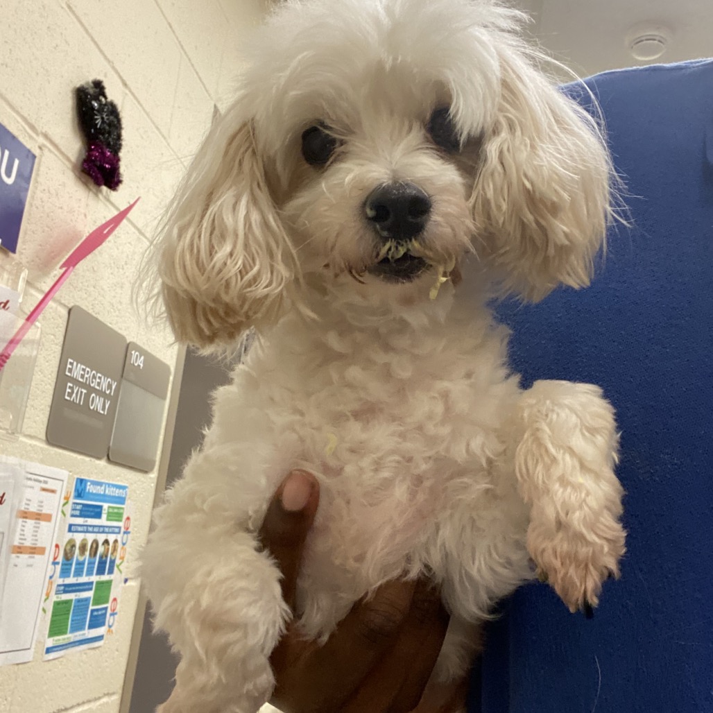 Shelter Stray Male Dog last seen , Memphis, TN 38133