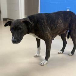 Shelter Stray Female Dog last seen , Pine Bluff, AR 71601