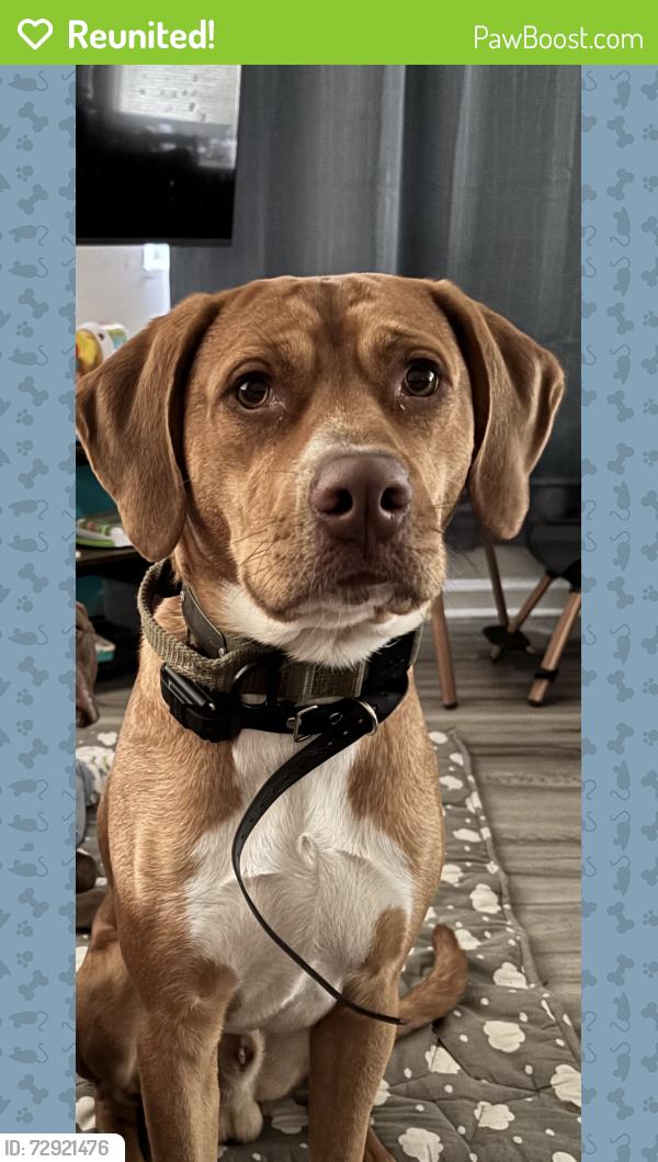 Reunited Male Dog last seen Right off of tidewater behind the dollar general at the elementary school, Norfolk, VA 23513