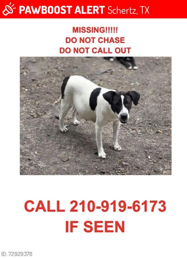 Lost Female Dog last seen Belmont park, Schertz, TX 78108