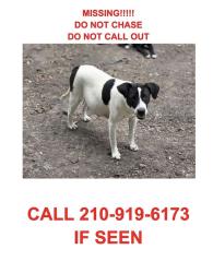 Lost Female Dog last seen Belmont park, Schertz, TX 78108