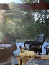Reunited Male Dog last seen Briarwood subdivision , Jacksonville, FL 32257