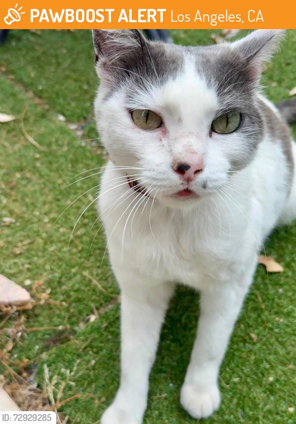 Found/Stray Unknown Cat last seen Lake Hollywood Dr & Tareco Dr, Los Angeles, CA 90068