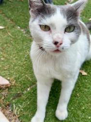Found/Stray Unknown Cat last seen Lake Hollywood Dr & Tareco Dr, Los Angeles, CA 90068