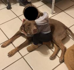 Lost Male Dog last seen Clark Hills Dr NE, Rio Rancho NM 87144, Rio Rancho, NM 87144