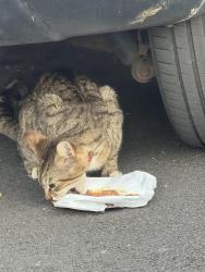Found/Stray Unknown Cat last seen Bank grove walkden, Little Hulton, England M38