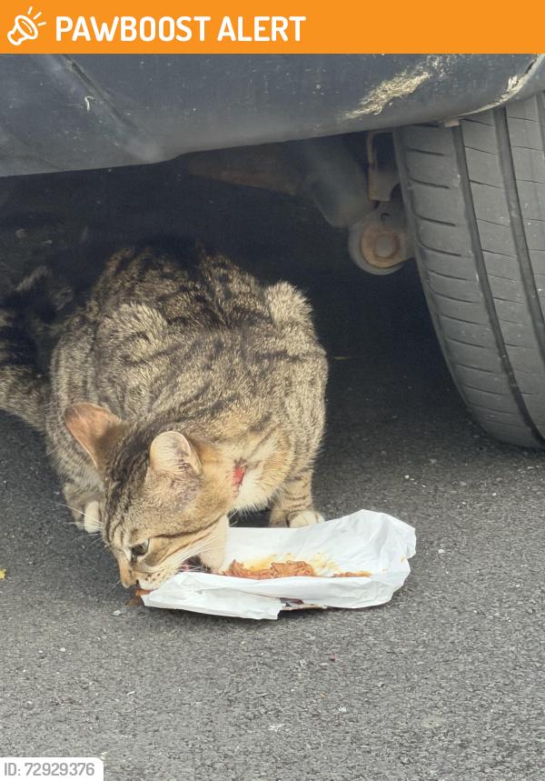 Found/Stray Unknown Cat last seen Bank grove walkden, Little Hulton, England M38