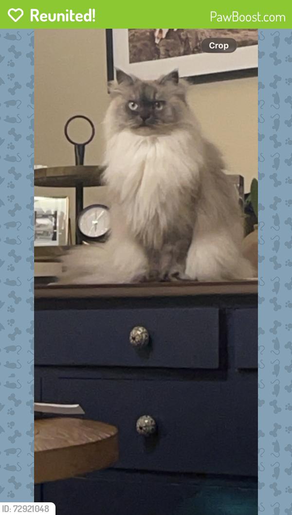 Reunited Female Cat last seen Mahogany and Gateway BLvd, Lacey, WA 98516