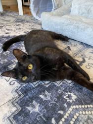 Reunited Female Cat last seen Near Olive Ct, San Bruno, CA, 94066, San Bruno, CA 94066