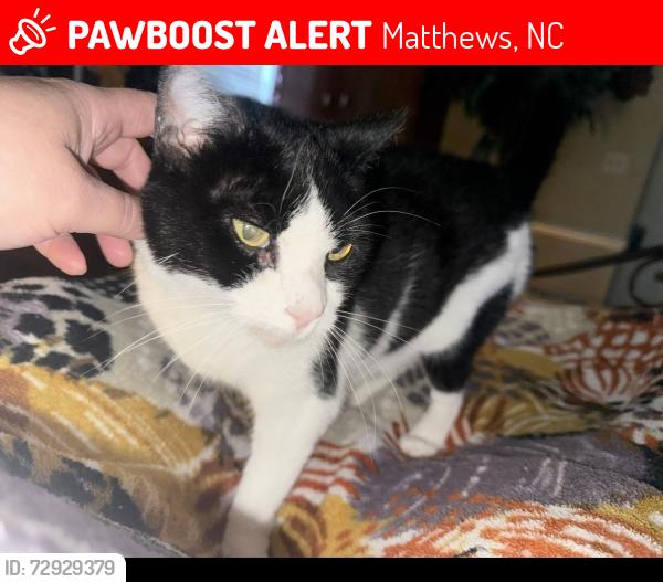 Lost Female Cat last seen Stevens mill rd and lawyers rd, Matthews, NC 28104