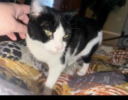 Lost Female Cat last seen Stevens mill rd and lawyers rd, Matthews, NC 28104