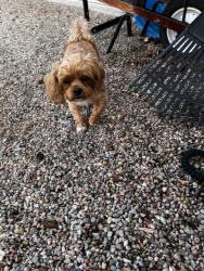 Reunited Female Dog last seen Girard and Leaf, Albuquerque, NM 87106
