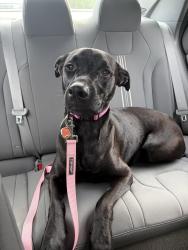 Reunited Female Dog last seen Blue creek high school, Jacksonville, NC 28540