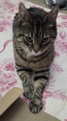 Reunited Female Cat last seen Near us route 30, Minerva, OH 44657