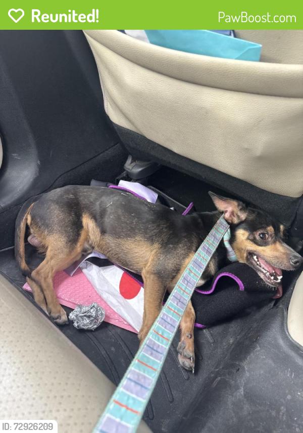 Reunited Male Dog last seen Near McCullough Ave, San Antonio, TX 78216, USA, San Antonio, TX 78216